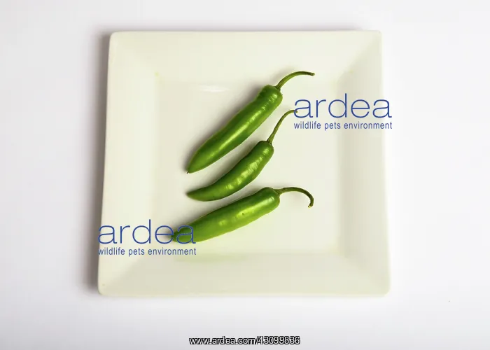 : Serrano Peppers : Serrano Peppers