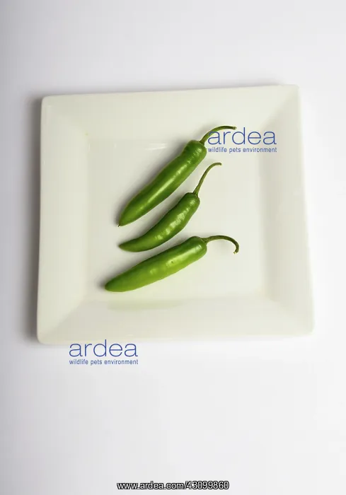: Serrano Peppers : Serrano Peppers