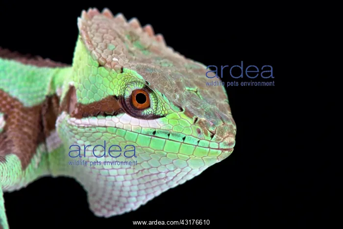 : Serrated casquehead iguana (Laemanctus serratus) : Serrated casquehead iguana (Laemanctus serratus)