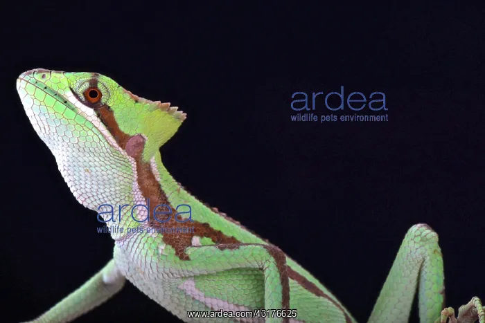 : Serrated casquehead iguana (Laemanctus serratus) : Serrated casquehead iguana (Laemanctus serratus)
