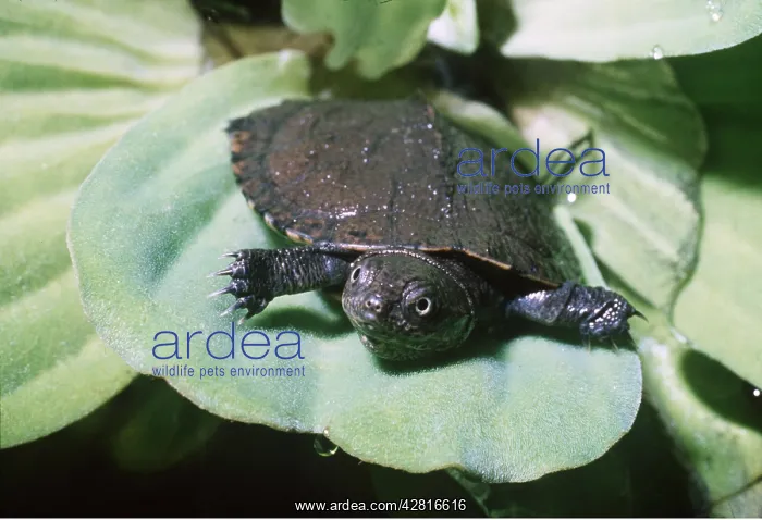 : SERRATED TERRAPIN - Baby on Nile Cabbage / Water Lettuce : SERRATED TERRAPIN - Baby on Nile Cabbage / Water Lettuce
