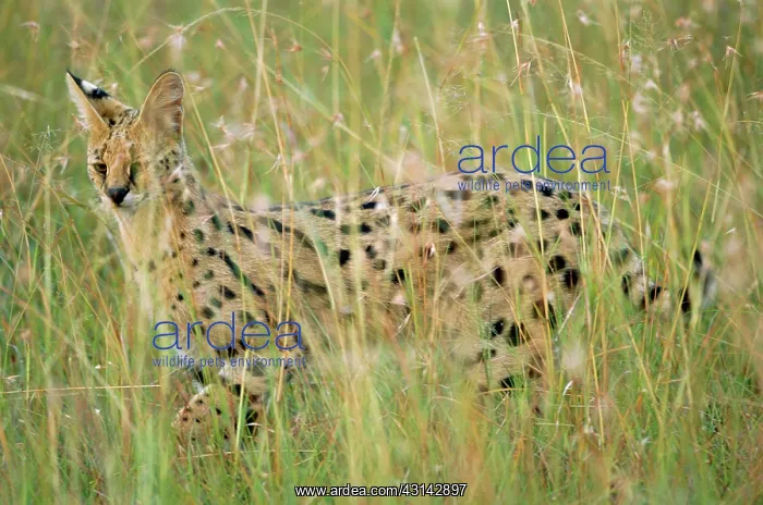 : Serval cat (Leptailurus serval) in long grass, Kenya, Masai Mara National Reserve : Serval cat (Leptailurus serval) in long grass, Kenya, Masai Mara National Reserve