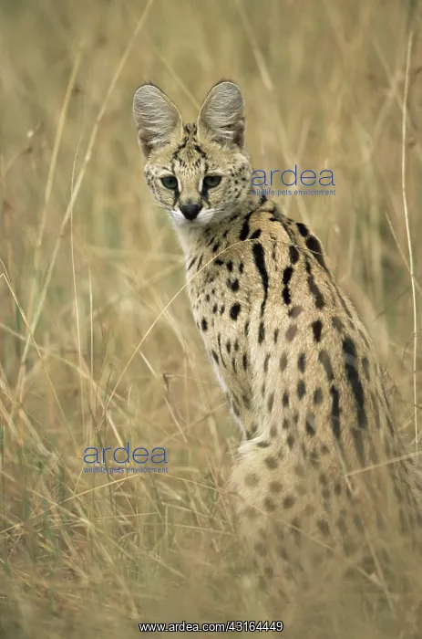 : Serval (Felis serval) portrait, Kenya, Masai Mara National Reserve : Serval (Felis serval) portrait, Kenya, Masai Mara National Reserve