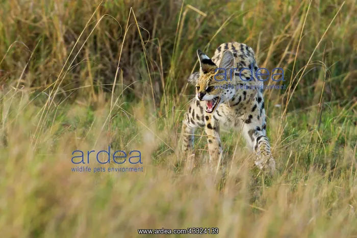 : Serval (Leptailurus serval) snarling, Kenya, Masai Mara National Reserve : Serval (Leptailurus serval) snarling, Kenya, Masai Mara National Reserve