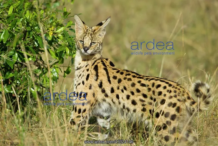 : Serval (Leptailurus serval), Kenya, Masai Mara National Reserve : Serval (Leptailurus serval), Kenya, Masai Mara National Reserve