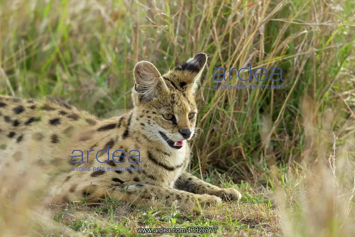 : Serval (Leptailurus serval) lying on the ground, Kenya, Masai Mara National Reserve : Serval (Leptailurus serval) lying on the ground, Kenya, Masai Mara National Reserve