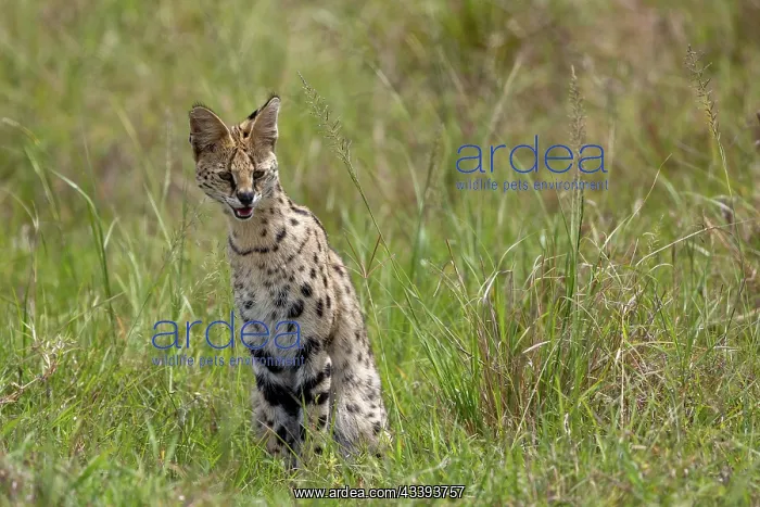 : SERVAL. Afrique de l'Est, Kenya, Rserve nationale du Masai Mara : SERVAL. Afrique de l'Est, Kenya, Rserve nationale du Masai Mara