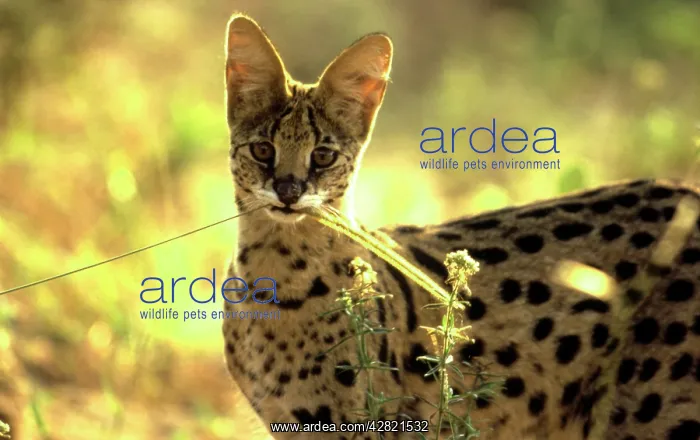 : SERVAL - Biting on Bushman / Blackseed / Feather : SERVAL - Biting on Bushman / Blackseed / Feather