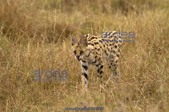  : Serval cat - hunting - Kenya, Africa