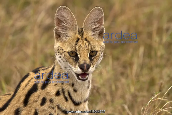  : Serval cat - resting - Kenya, Africa