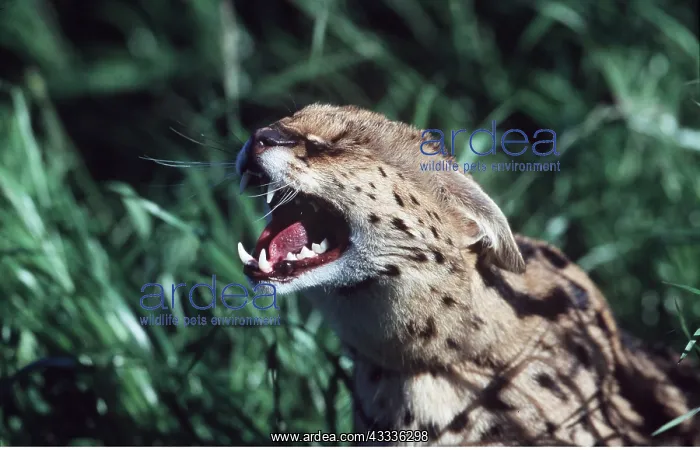 : SERVAL - close-up of head, roaring : SERVAL - close-up of head, roaring