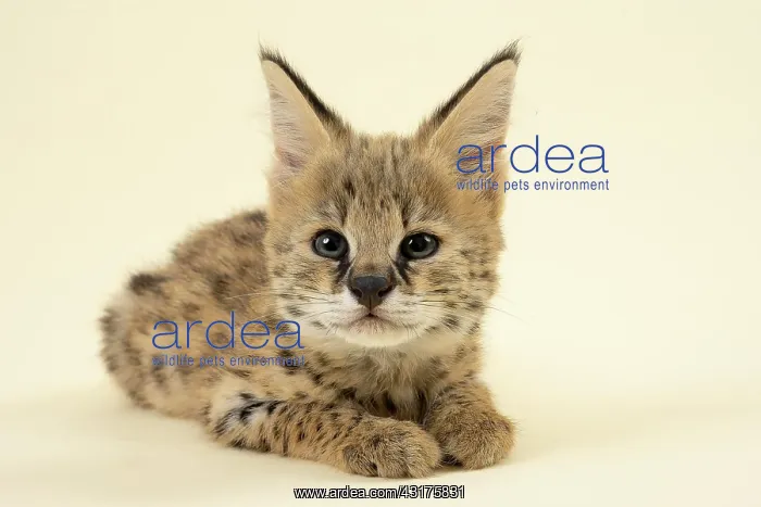  : Serval (Leptailurus serval), juvenile, lying attentively