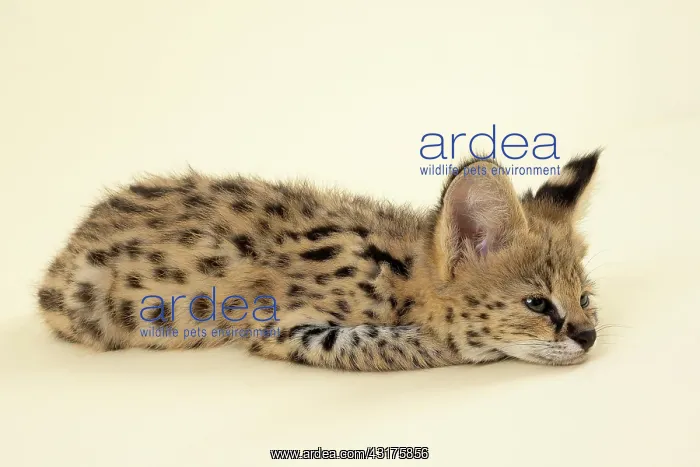 : Serval (Leptailurus serval), juvenile, lying relaxed : Serval (Leptailurus serval), juvenile, lying relaxed