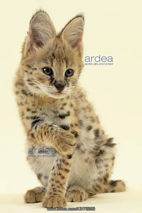 : Serval (Leptailurus serval), juvenile, cleaning : Serval (Leptailurus serval), juvenile, cleaning
