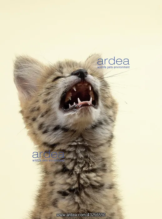  : Serval (Leptailurus serval), juvenile, looking up
