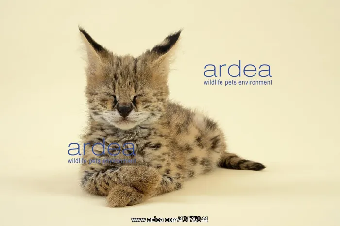 : Serval (Leptailurus serval), juvenile, relaxed : Serval (Leptailurus serval), juvenile, relaxed