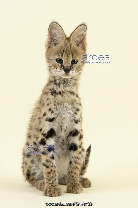 : Serval (Leptailurus serval), juvenile, sitting : Serval (Leptailurus serval), juvenile, sitting