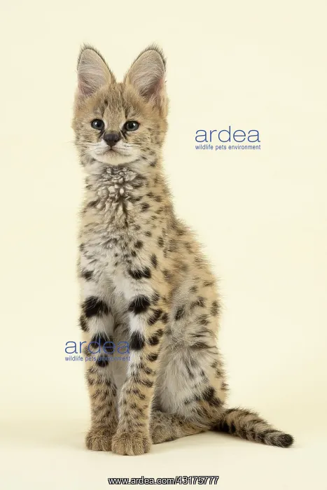 : Serval (Leptailurus serval), juvenile, sitting : Serval (Leptailurus serval), juvenile, sitting