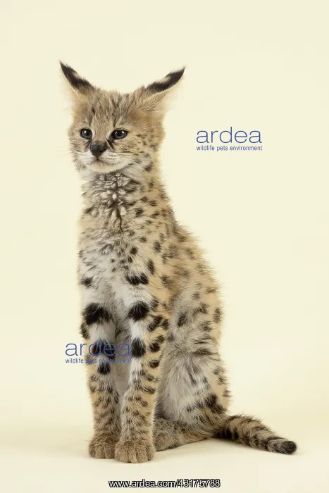 : Serval (Leptailurus serval), juvenile, sitting : Serval (Leptailurus serval), juvenile, sitting
