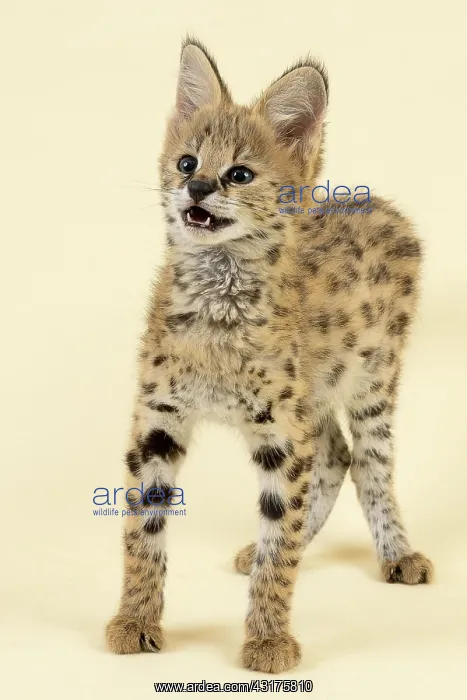 : Serval (Leptailurus serval), juvenile, speaks, 9 : Serval (Leptailurus serval), juvenile, speaks, 9