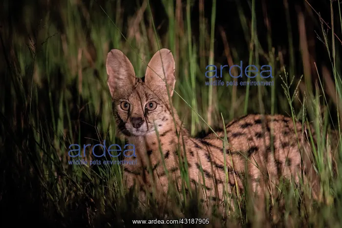 : Serval (Leptailurus serval) lighted at night, Botswana : Serval (Leptailurus serval) lighted at night, Botswana