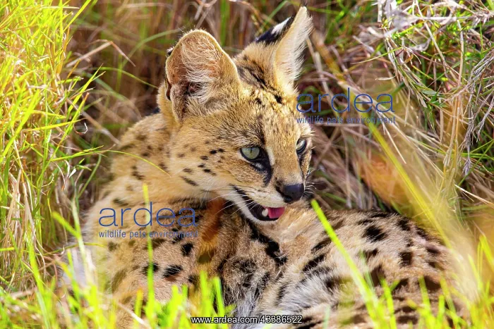 : Serval (Leptailurus serval) Masai Mara Kenya : Serval (Leptailurus serval) Masai Mara Kenya