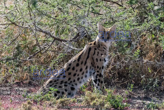 : Serval (Leptailurus serval), Ndutu, Ngorongoro Conservation : Serval (Leptailurus serval), Ndutu, Ngorongoro Conservation