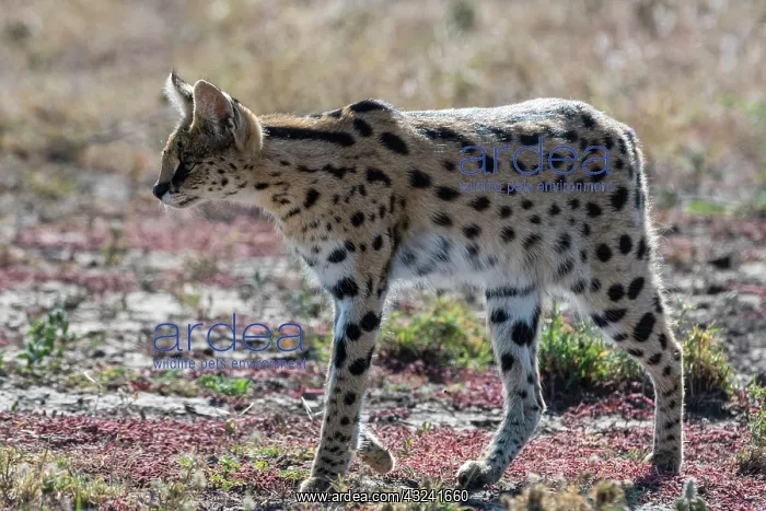 : Serval (Leptailurus serval), Ndutu, Ngorongoro Conservation : Serval (Leptailurus serval), Ndutu, Ngorongoro Conservation