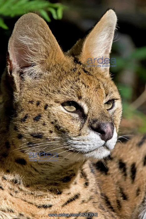 : Serval (leptailurus serval), Portrait of Adult : Serval (leptailurus serval), Portrait of Adult