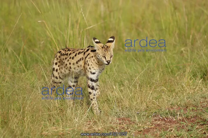 : Serval (Leptailurus serval) in the savanna, Masai : Serval (Leptailurus serval) in the savanna, Masai