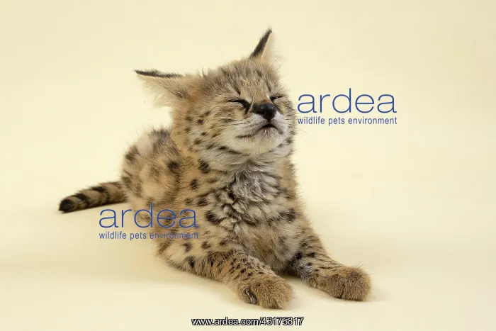 : Serval (Leptailurus serval), young animal, enjoying : Serval (Leptailurus serval), young animal, enjoying