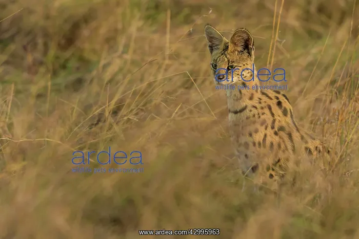 : Serval looking for prey in the long grass : Serval looking for prey in the long grass
