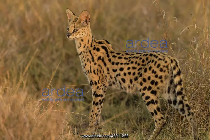  : Serval Masai Mara National Reserve, Kenya