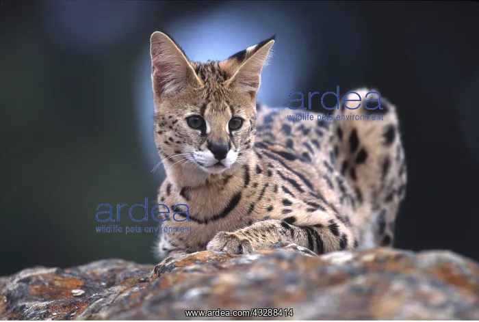 : SERVAL - resting on rock : SERVAL - resting on rock