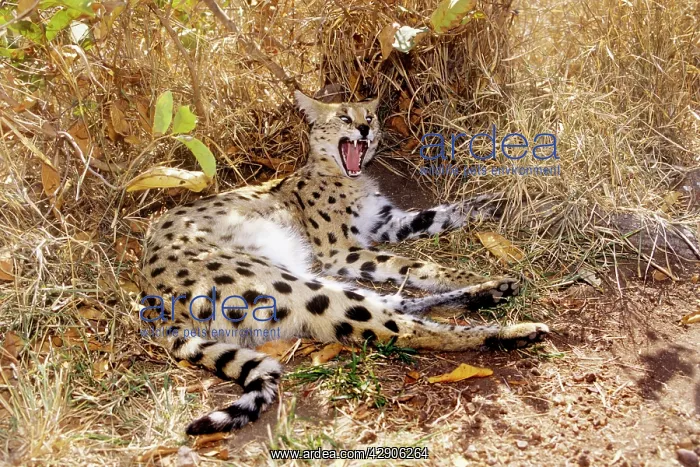 : Serval - resting & yawning : Serval - resting & yawning