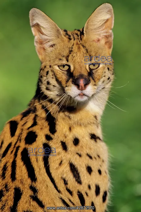 : Serval - Found on Savannas of central Africa : Serval - Found on Savannas of central Africa