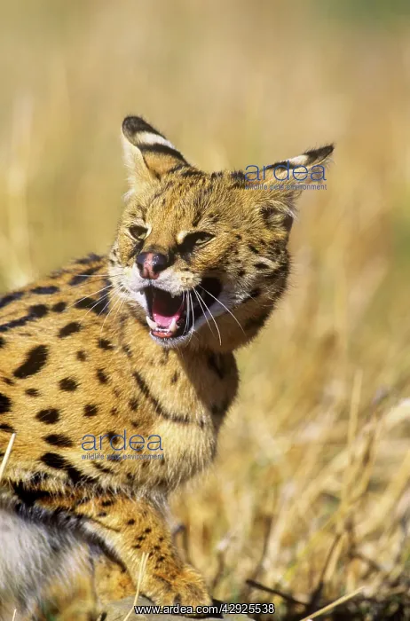 : Serval - showing aggressionS : Serval - showing aggressionS