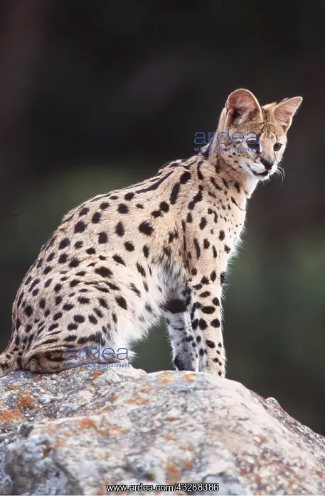 : SERVAL - sitting on top of rock : SERVAL - sitting on top of rock