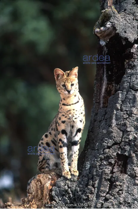  : SERVAL - sitting in tree