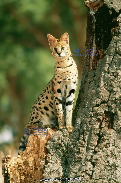: SERVAL - SITTING BY TREE : SERVAL - SITTING BY TREE