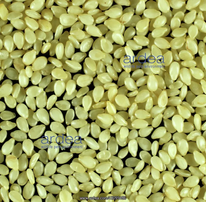 : Sesame seed : Sesame seed