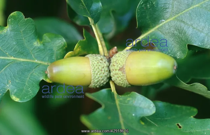 : Sessile / Durmast Oak : Sessile / Durmast Oak
