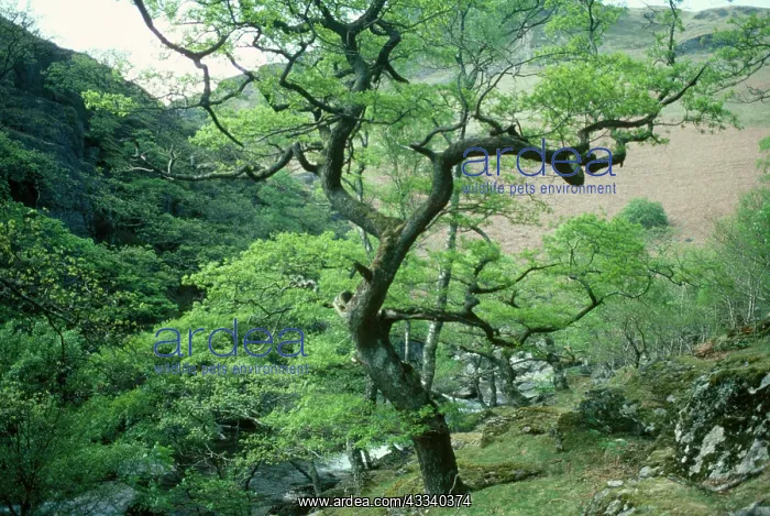 : Sessile Oak : Sessile Oak