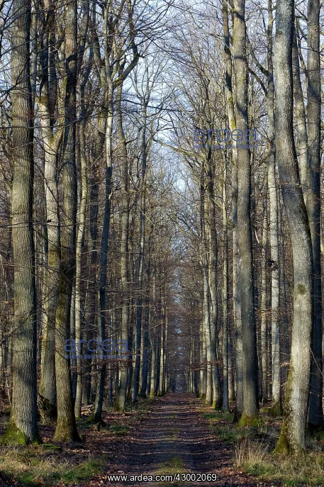: Sessile Oak Forest / Cornish Oak / Durmast Oak : Sessile Oak Forest / Cornish Oak / Durmast Oak