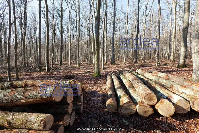 : Sessile Oak Forest / Cornish Oak / Durmast Oak : Sessile Oak Forest / Cornish Oak / Durmast Oak