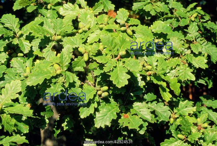 : SESSILE OAK - LEAVES : SESSILE OAK - LEAVES
