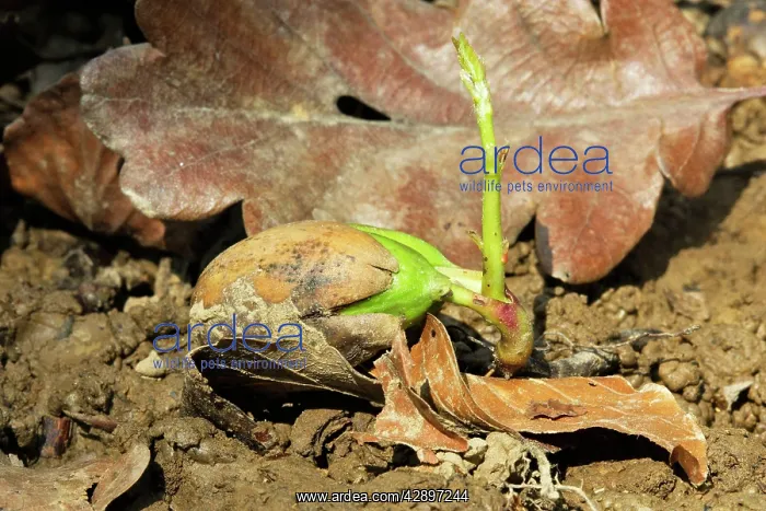 : Sessile Oak - seedling : Sessile Oak - seedling
