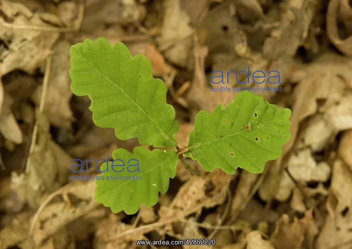 : Sessile oak - seedling in woodland : Sessile oak - seedling in woodland