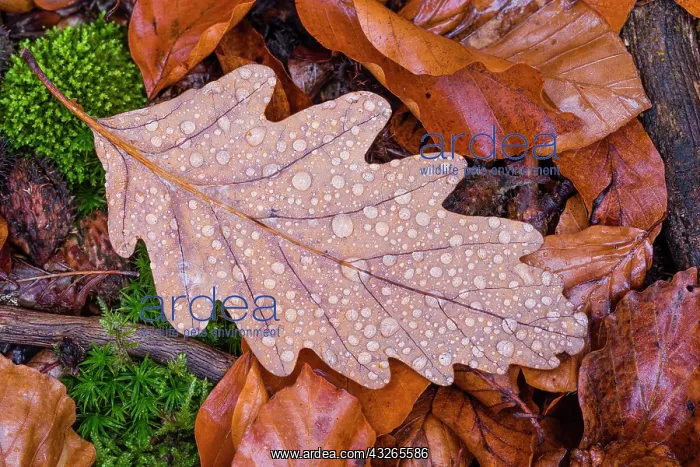 : Sessile Oak, single leaf covered in dew drops, amongst : Sessile Oak, single leaf covered in dew drops, amongst