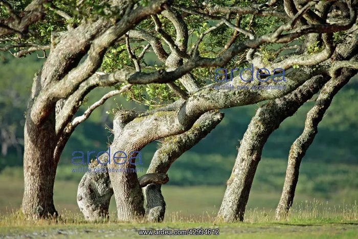 : Sessile Oak Trees - stunted and leaning over Loch : Sessile Oak Trees - stunted and leaning over Loch